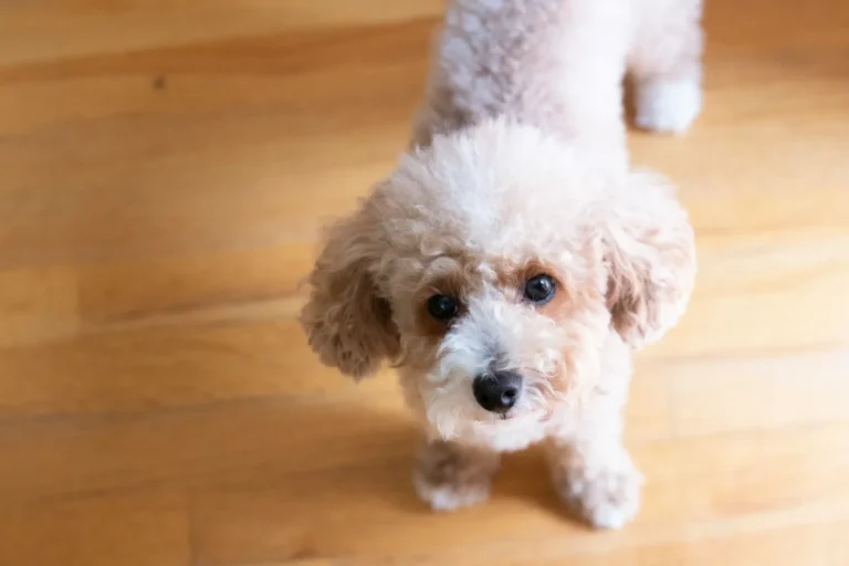 Waterproof Flooring for Pet-Friendly Homes